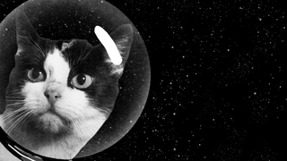 The Secret History of the First Cat in Space